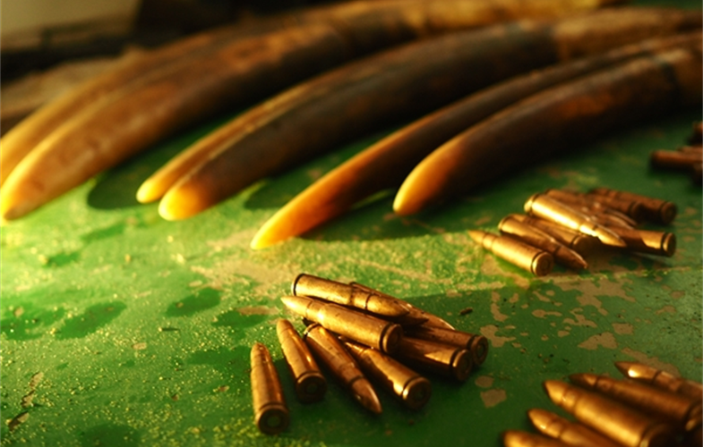 Ivory and ammunition seized from a group of poachers - Copyright Forrest HoggWCS